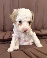 COCO, a male Cavapoo for sale in Portland, OR – 1 of 4