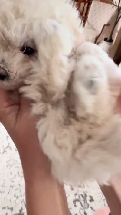 CHANEL, a female Cavapoo for sale in Portland, OR – 4 of 4