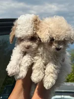 COCO, a male Cavapoo and Havapoo for sale in Portland, OR – 9 of 10