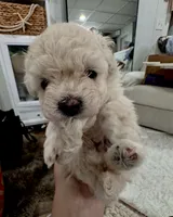 CHANEL, a female Cavapoo for sale in Portland, OR – 2 of 4