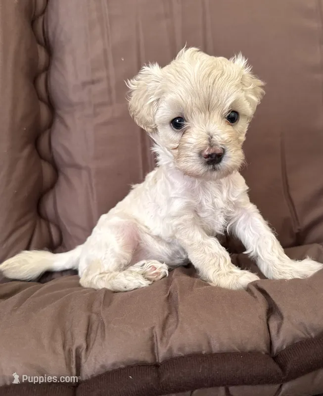 PRINCESS – Cavapoo puppy for sale in Portland, OR