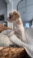 COCO, a male Cavapoo and Havapoo for sale in Portland, OR – 7 of 10