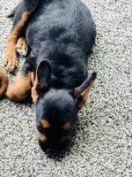 Jack Jack, a male French Bulldog for sale in Marion, IA – 2 of 4