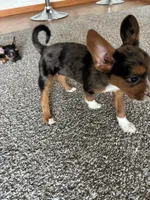 Rue, a female French Bulldog for sale in Marion, IA – 5 of 8