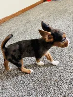 Rue, a female French Bulldog for sale in Marion, IA – 3 of 8