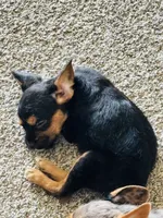 Jack Jack, a male French Bulldog for sale in Marion, IA – 1 of 4