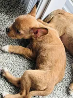 Unknown , a male French Bulldog for sale in Marion, IA – 3 of 3
