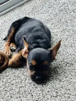 Jack Jack, a male French Bulldog for sale in Marion, IA – 3 of 4