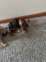 Rue, a female French Bulldog for sale in Marion, IA – 2 of 8