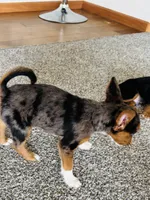 Rue, a female French Bulldog for sale in Marion, IA – 4 of 8