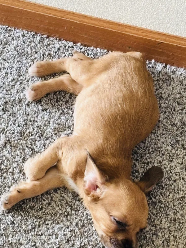 Unknown  – French Bulldog puppy for sale in Marion, IA