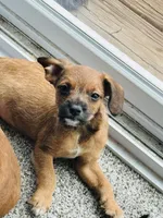 Unknown , a male French Bulldog for sale in Marion, IA – 2 of 3