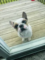 Jack Jack, a male French Bulldog for sale in Marion, IA – 4 of 4