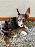 Rue, a female French Bulldog for sale in Marion, IA – 1 of 8