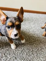 Rue, a female French Bulldog for sale in Marion, IA – 6 of 8