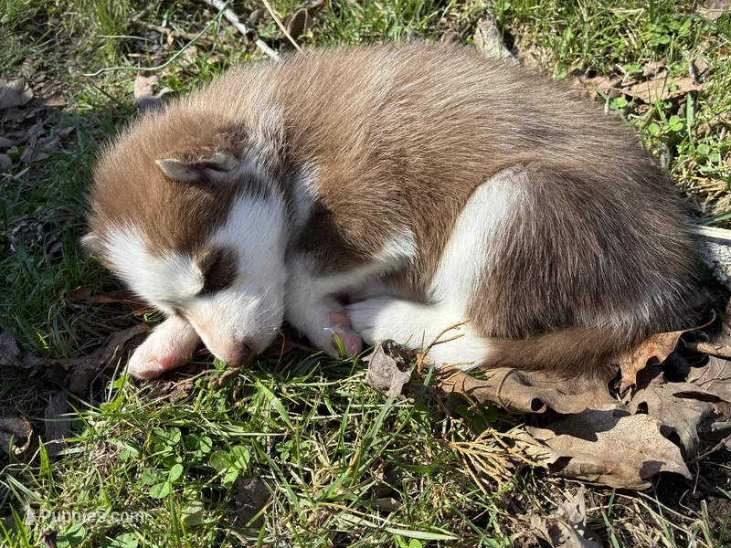 Chief – Siberian Husky puppy for sale in Pacific, MO