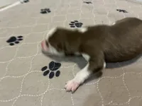 Chief, a female Siberian Husky for sale in Pacific, MO – Photo 1 of 4