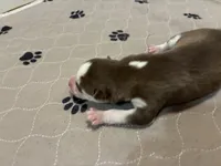 Chief, a female Siberian Husky for sale in Pacific, MO – Photo 2 of 4