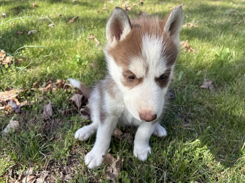 Chief – Siberian Husky puppy for sale in Pacific, MO