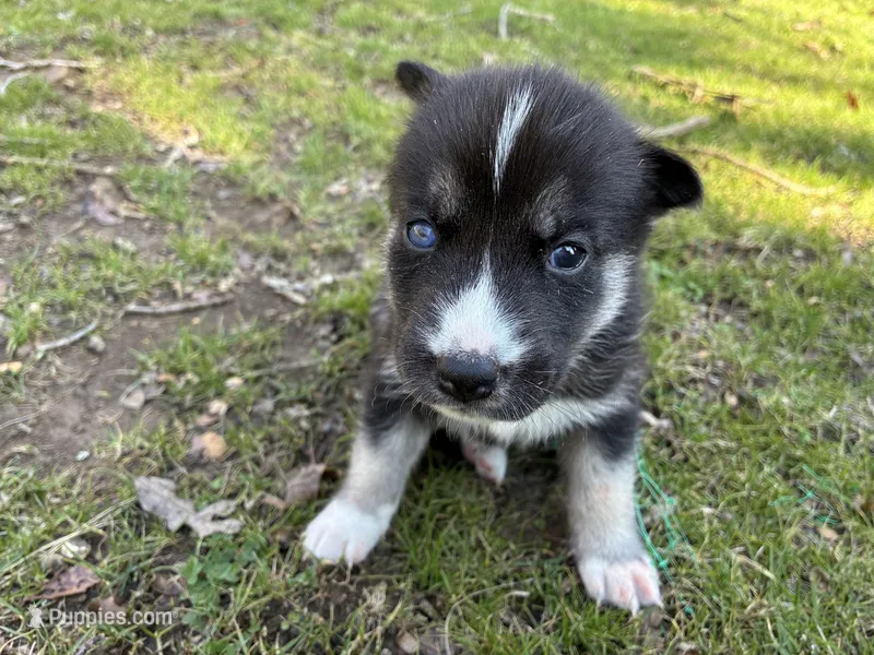 Jet – Siberian Husky puppy for sale in Pacific, MO