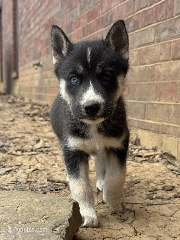Jet – Siberian Husky puppy for sale in Pacific, MO