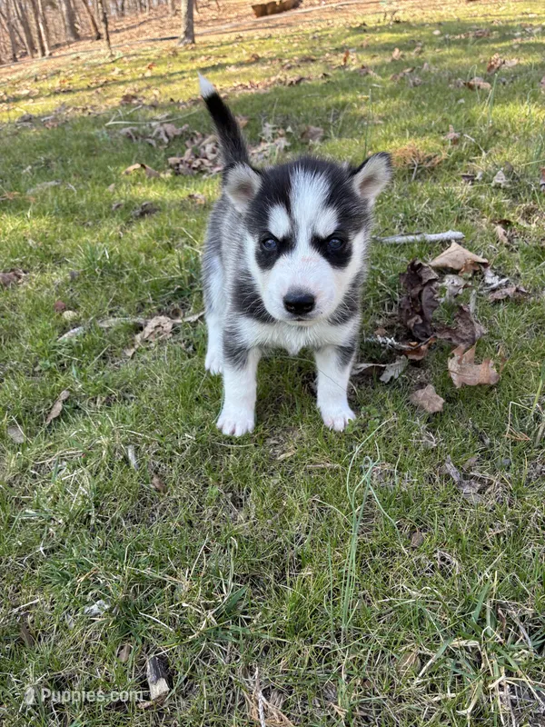 Raider – Siberian Husky puppy for sale in Pacific, MO