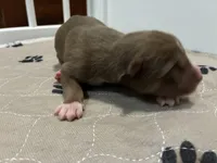 Bill, a male Siberian Husky for sale in Pacific, MO – Photo 3 of 4