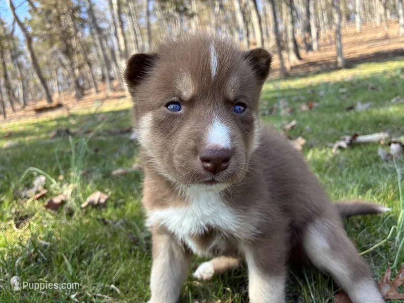 Bill – Siberian Husky puppy for sale in Pacific, MO