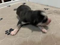 Bronco, a male Siberian Husky for sale in Pacific, MO – Photo 6 of 6