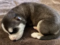Bronco, a male Siberian Husky for sale in Pacific, MO – Photo 1 of 6