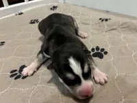 Bronco, a male Siberian Husky for sale in Pacific, MO – Photo 5 of 6