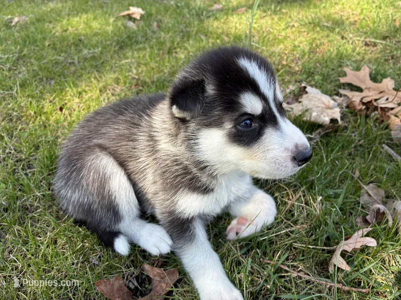 Bronco – Siberian Husky puppy for sale in Pacific, MO