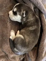 Bronco, a male Siberian Husky for sale in Pacific, MO – Photo 3 of 6