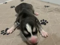 Bronco, a male Siberian Husky for sale in Pacific, MO – Photo 4 of 6