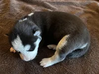 Raven, a female Siberian Husky for sale in Pacific, MO – Photo 2 of 6