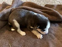 Raven, a female Siberian Husky for sale in Pacific, MO – Photo 3 of 6