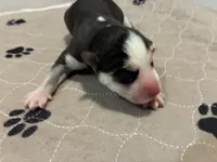 Raven, a female Siberian Husky for sale in Pacific, MO – Photo 5 of 6