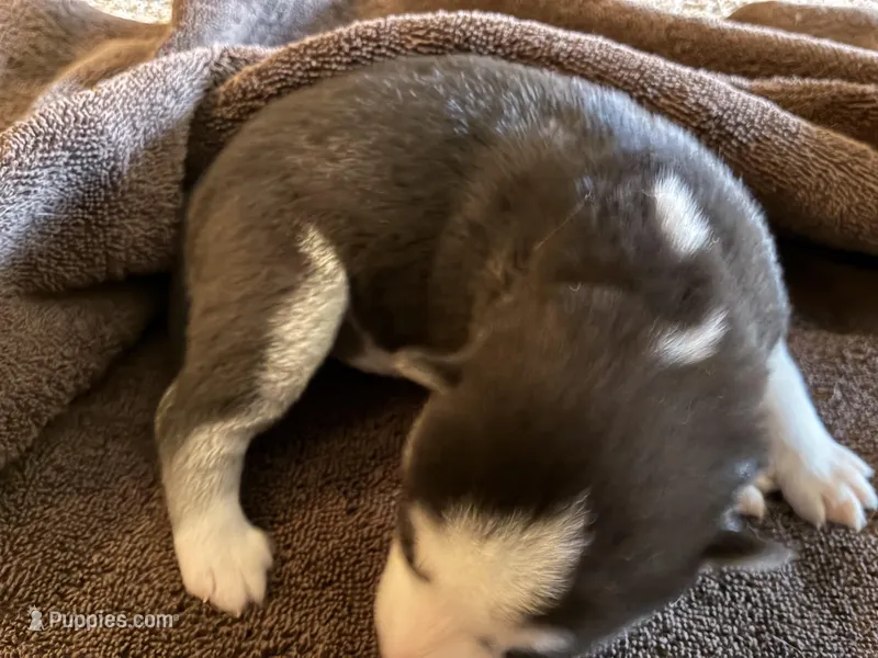 Raven, a female Siberian Husky for sale in Pacific, MO – Photo 1 of 6