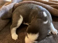 Raven, a female Siberian Husky for sale in Pacific, MO – Photo 1 of 6