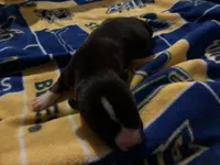 Packer, a female Siberian Husky for sale in Pacific, MO – Photo 2 of 3