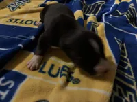 Packer, a female Siberian Husky for sale in Pacific, MO – Photo 3 of 3