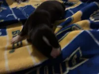 Packer, a female Siberian Husky for sale in Pacific, MO – Photo 1 of 3