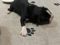 Colt, a male Siberian Husky for sale in Pacific, MO – Photo 3 of 3