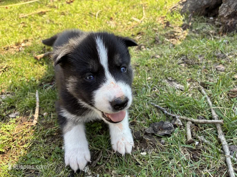 Colt – Siberian Husky puppy for sale in Pacific, MO