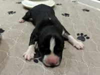 Colt, a male Siberian Husky for sale in Pacific, MO – Photo 1 of 3