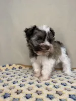 Dallas, a male Miniature Schnauzer for sale in Stilwell, OK – 4 of 4