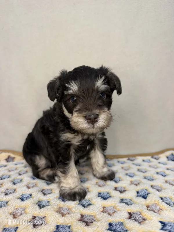 Denver – Miniature Schnauzer puppy for sale in Stilwell, OK