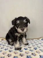 Denver, a female Miniature Schnauzer for sale in Stilwell, OK – 1 of 3