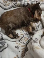 LV, a male Miniature Schnauzer for sale in Stilwell, OK – 4 of 6