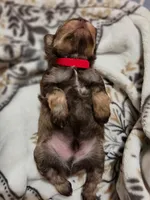LV, a male Miniature Schnauzer for sale in Stilwell, OK – 3 of 6